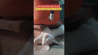 Dodo ka kam chek kro  चलो देखते हैं डोडो कहाँ सो रहा हैcatshortsviral [upl. by Giguere]