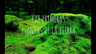 LOS BRIÓFITOS Las primeras plantas de la tierra Musgos antoceros y hepáticas [upl. by Osicnarf]