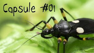 Capsule 01  Questce quun insecte [upl. by Eirrod]