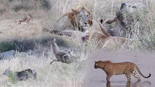 LIONS hunt WATERBUCK as LEOPARD watches [upl. by Calvina]