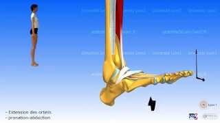 La jambe Loge antérieure Le retinaculum de la loge des extenseurs du pied [upl. by Vernen380]
