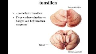 zenuwstelsel deel 4 cerebellum [upl. by Fraze]