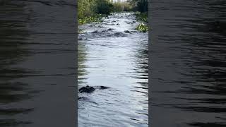 Alligators Swarm Swamp in Georgia State Park [upl. by Karia26]