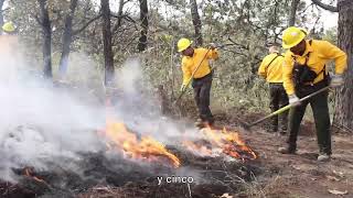 Reglas de Operación 2023 del programa Desarrollo Forestal Sustentable para el Bienestar de CONAFOR [upl. by Lesak561]