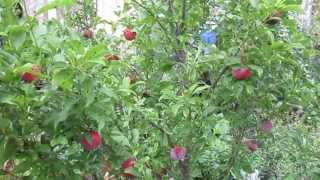 Santa Rosa and Methley Plum Self Fertile Plums for Austin Texas [upl. by Ano]