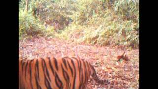 Sumatran Tiger and Cubs in Bukit Tiga Puluh  Rimbang Baling Wildlife Corridor [upl. by Duong]