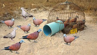 Creative DIY Wild Bird Trap Using Pen Bird To Catch Bird [upl. by Crowell]