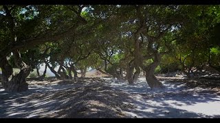 Visit Greece  Unlock your Senses in Chios Island [upl. by Dyal496]