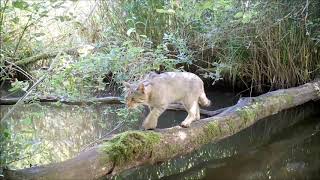 Le petit pont des bêtes année 2018 Jean Chevallier [upl. by Fortin]