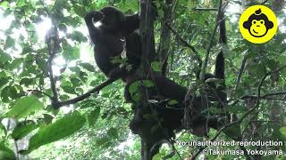 Feeding behaviors among wild bonobos【Observations of Bonobos 197】 [upl. by Aneleh]