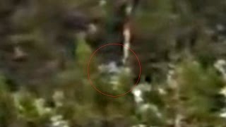 Bigfoot Giant Archaic Humans in the Sierra Nevada Mountains Part Three HD [upl. by Maynard]