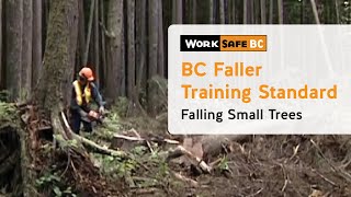 BC Faller Training Standard  Falling Small Trees 10 of 17 [upl. by Shelbi]