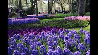 Keukenhof Gardens 庫肯霍夫花園36 2018420 4K [upl. by Sekofski]