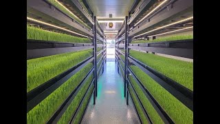 Growing Fodder in an Indoor Hydroponic Farm [upl. by Enelahs]