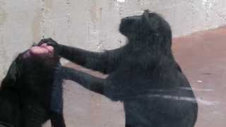 Black Crested Macaques Grooming Denver Zoo [upl. by Arita505]