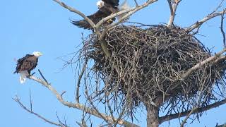 DBB Mooseheart Eagles Mating [upl. by Pytlik795]