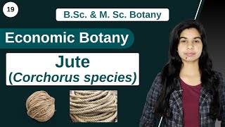 Economic Botany  Jute Corchorus species  B Sc amp M Sc [upl. by Nosilla822]