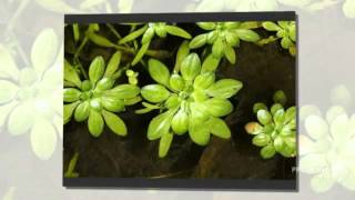 Callitriche  garden plants [upl. by Ellenad]