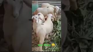 Cute Lamb Playing shortsfeed shorts trending youtubeshorts [upl. by Yerok]