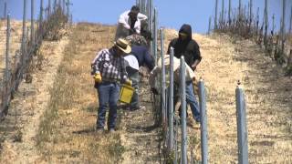 vineyard grafting 101 [upl. by Camala126]