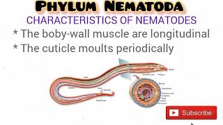 Phylum Nematoda updated [upl. by Odele98]