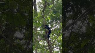 Black Prevost’s Squirrel  Sabah race  Callosciurus prevostii  Mammal watching Borneo 🇲🇾 [upl. by Kiehl509]