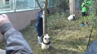 Baby PANDAS climbing CUTE  Chengdu China [upl. by Daegal]