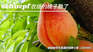 Schnepf farms的桃子熟了 [upl. by Aenej532]