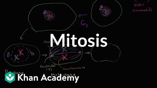 Mitosis  Cells  MCAT  Khan Academy [upl. by Llerud]