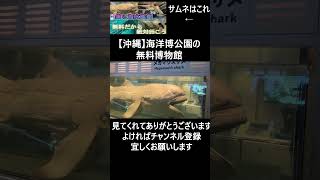 美ら海水族館の無料エリアがもう博物館 沖縄 生き物 いきもの 水族館 沖縄本島 観光 旅行 メガマウス サメ 美ら海プラザ 生き物系youtuber [upl. by Bartko]