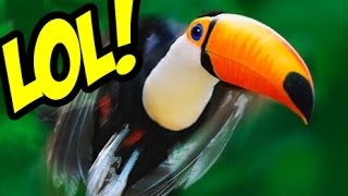 Startled Pet Toucan HILARIOUS [upl. by Trubow79]