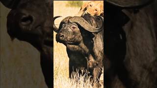 quotBrave Buffalo Defies Lions to Rescue Her Friends  Epic Wildlife Rescuequot [upl. by Tenay]