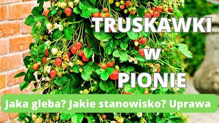 Truskawki w pionie Jaka gleba Jakie stanowisko Uprawa w pigułce ogród [upl. by Leonanie518]