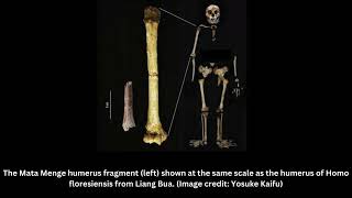 Archaic human hobbits were even shorter than we thought 700000yearold teeth and bone reveal [upl. by Reddy]