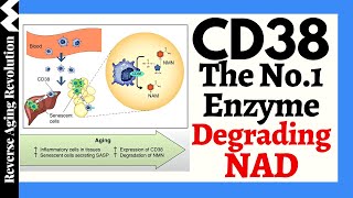 A CD38 Inhibitor Increases Lifespan amp Healthspan amp The Truth About Does NAD Decline Accelerate Aging [upl. by Mandeville]