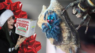 Merry CUTEmas Unwrapping T SELADONIA amp 6 JUMPING SPIDERS Phiddipus audax regius amp arizonensis [upl. by Anoval]