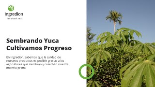 Ingredion sembrando yuca y cultivando progreso [upl. by Mureil]