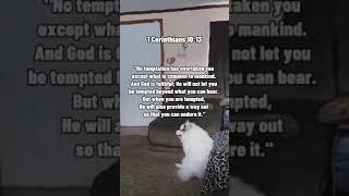 Bible verse with shylo dogsofyoutube pets biblesays dogsourfriendsforever [upl. by Lj]