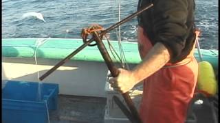 Releasing Sublegal Atlantic Cod in the Demersal Longline Fishery [upl. by Oigaib]