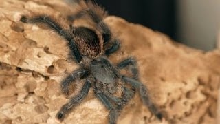 5 Pink Toe Tarantula Facts amp Care Tips  Pet Tarantulas [upl. by Eiramlatsyrk]