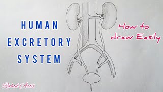 Excretory system in Human Body  function and organs [upl. by Ojimmas]