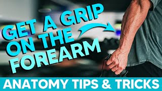 Posterior Forearm Muscles│Anatomy Tips Tricks and Mnemonics [upl. by Alfie687]