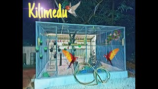 കിളിമേടിൽ പുതിയ കിളികൾ  Home Aviary Malayalam [upl. by Aiym758]