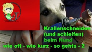 FOLGE 13 Krallen schneiden beim Hund  wie kurz  wie oft  so gehts  22 [upl. by Bulley]