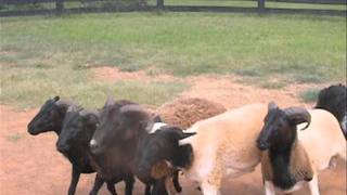 Sheep Herding  The Canine Ranch [upl. by Lonnie]