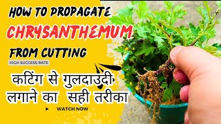 How To Propagate Chrysanthemum From Cutting  गुलदाउदी को Cutting से कैसे लगाए  guldaudi flower [upl. by Jamilla823]