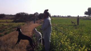 Dobian 03018359501 Dog Hunting at Chakwal de soyo khkar pe chakwal [upl. by Elyrehc]