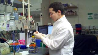 picking colonies into 96 well plate using sterile technique setting up the plate [upl. by Hueston]