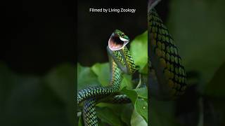 The Blackskinned parrot snake opens its mouth to look scary [upl. by Nolyar]