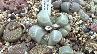 Selection of mesembs in bigger greenhouse Lithops Argyroderma Dinteranthus Fenestraria [upl. by Nylatsirhc867]